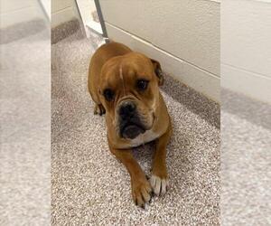 American Pit Bull Terrier-Bulldog Mix Dogs for adoption in Pueblo, CO, USA