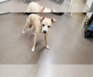 Chihuahua-Labrador Retriever Mix Dogs for adoption in Aurora, IL, USA