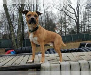 Boxer-Unknown Mix Dogs for adoption in Armonk, NY, USA