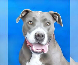 American Pit Bull Terrier-Unknown Mix Dogs for adoption in Pasadena, CA, USA