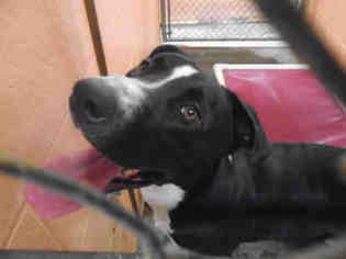 American Pit Bull Terrier-Labrador Retriever Mix Dogs for adoption in Fairfield, CA, USA