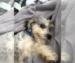 Mutt Dogs for adoption in Cary, NC, USA