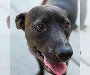 American Pit Bull Terrier Dogs for adoption in Tulsa, OK, USA