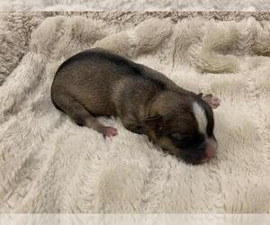 Mutt Dogs for adoption in Corona, CA, USA