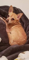 Chihuahua Dogs for adoption in Wausau, WI, USA