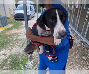 Treeing Walker Coonhound Dogs for adoption in Ocala, FL, USA