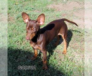 Miniature Pinscher Dogs for adoption in Lindsay, CA, USA