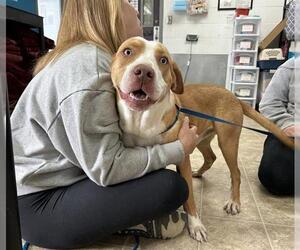 Labrador Retriever-Unknown Mix Dogs for adoption in Raleigh, NC, USA