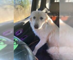 Great Pyrenees-Unknown Mix Dogs for adoption in Silver Spring, MD, USA