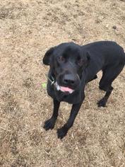 Labrador Retriever Dogs for adoption in Northfield, MN, USA