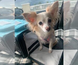 Chihuahua Dogs for adoption in Plantation, FL, USA