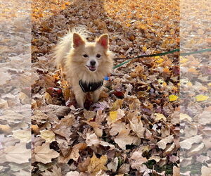 Chiranian Dogs for adoption in Minneapolis, MN, USA