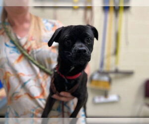 Chug Dogs for adoption in Denver, CO, USA