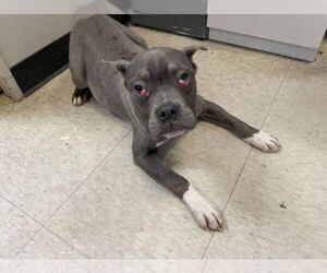 Mutt Dogs for adoption in Plano, TX, USA
