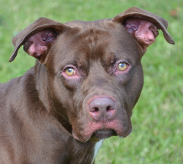 Labrador Retriever Dogs for adoption in Englewood, FL, USA