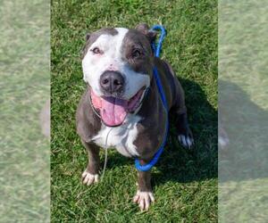 American Pit Bull Terrier Dogs for adoption in Louisville, KY, USA