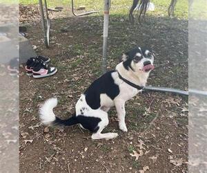 Chilier Dogs for adoption in San Antonio, TX, USA