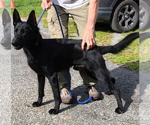 German Shepherd Dog Dogs for adoption in Rockaway, NJ, USA