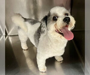 Poovanese Dogs for adoption in San Diego , CA, USA