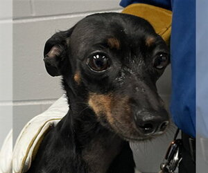 Miniature Pinscher Dogs for adoption in St. Cloud, FL, USA