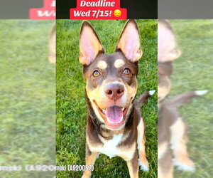 Siberian Husky-Unknown Mix Dogs for adoption in Sacramento, CA, USA