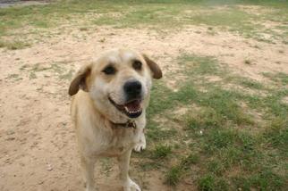 Collie-Labrador Retriever Mix Dogs for adoption in Northport, AL, USA