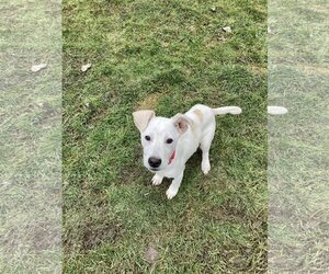 Labrador Retriever-Unknown Mix Dogs for adoption in Attica, NY, USA