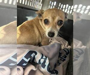 Chihuahua Dogs for adoption in San Antonio, TX, USA