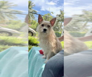 Mutt Dogs for adoption in Weston, FL, USA