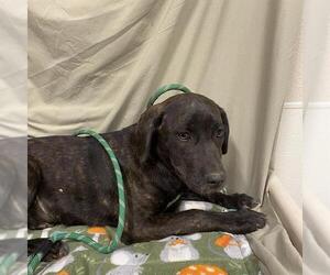 Bullmastiff-Unknown Mix Dogs for adoption in Modesto, CA, USA