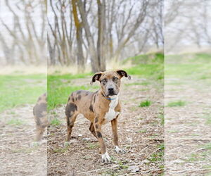 Catahoula Leopard Dog Dogs for adoption in Sandy, UT, USA