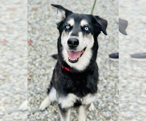 Siberian Husky-Unknown Mix Dogs for adoption in Jackson , NJ, USA
