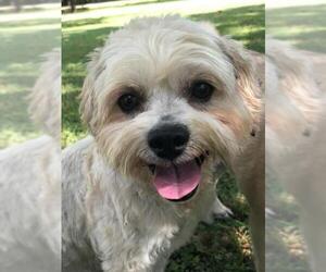 Lhatese Dogs for adoption in San Antonio, TX, USA