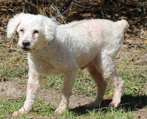 Poodle (Miniature)-Unknown Mix Dogs for adoption in Spring, TX, USA