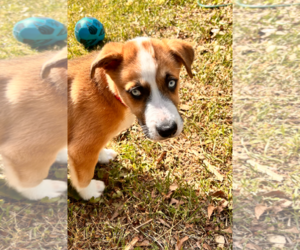 Huskies -Retriever Mix Dogs for adoption in Holly Springs, NC, USA