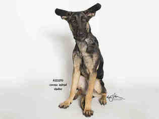 German Shepherd Dog Dogs for adoption in Corona, CA, USA