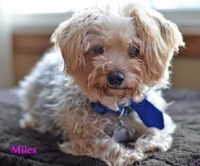 Poodle (Miniature)-Unknown Mix Dogs for adoption in Raytown, MO, USA