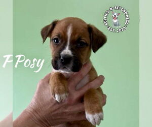 Boxer-Unknown Mix Dogs for adoption in Omaha, NE, USA