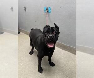 Mutt Dogs for adoption in Las Vegas, NV, USA