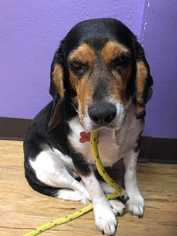 Beagle Dogs for adoption in Boston, MA, USA