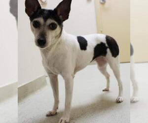 Rat Terrier Dogs for adoption in Rockville, MD, USA