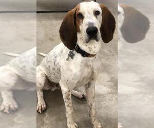 Treeing Walker Coonhound Dogs for adoption in Roxboro, NC, USA