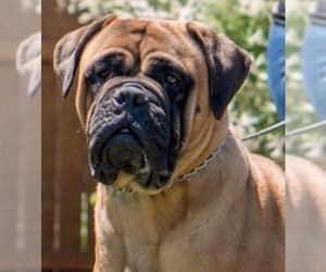 Mastiff Dogs for adoption in Dana Point, CA, USA