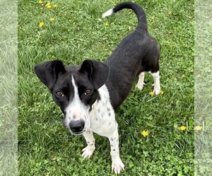 Border Collie-Rat Terrier Mix Dogs for adoption in Batavia, OH, USA