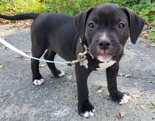 Medium Photo #1 American Pit Bull Terrier-Unknown Mix Puppy For Sale in Framingham, MA, USA