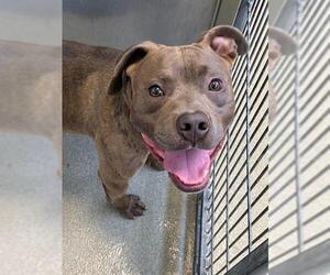 American Pit Bull Terrier-Unknown Mix Dogs for adoption in Fayetteville, NC, USA