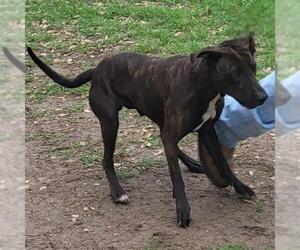 American Staffordshire Terrier-Unknown Mix Dogs for adoption in San Antonio, TX, USA