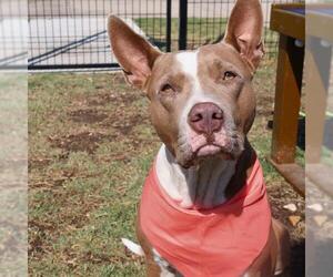 American Staffordshire Terrier-Unknown Mix Dogs for adoption in San Antonio, TX, USA