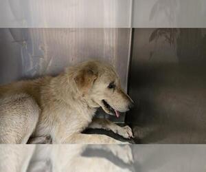 German Shepherd Dog-Unknown Mix Dogs for adoption in Riverside, CA, USA