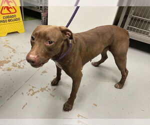 German Shorthaired Pointer-Unknown Mix Dogs for adoption in Ocala, FL, USA